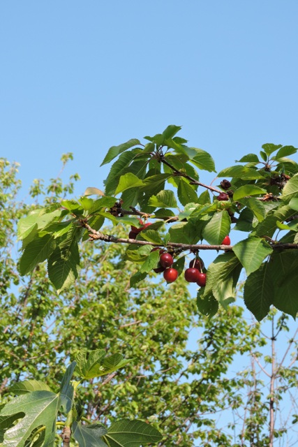 Few cherries on the trees